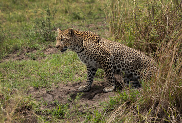 Fototapeta na wymiar Portrait of a leopard taken at Masai Mara, Kenya