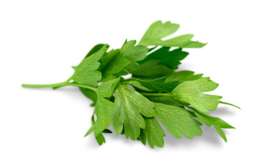 Green fresh parsley branch isolated on white