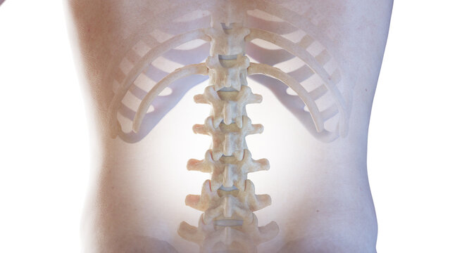 3d rendered medical illustration of the posterior lumbar spine