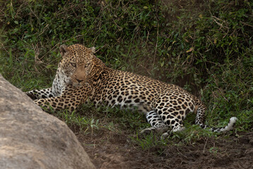 Fototapeta na wymiar Portrait of a huge male leopard, Masai Mara, Kenya