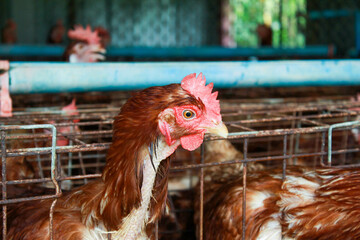 Photo of laying hens on the farm