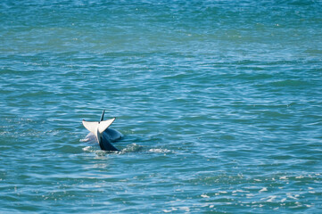 Killer whale hunting sea lions on the paragonian coast, Patagonia, Argentina