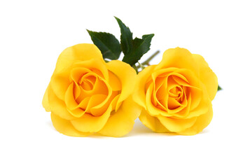Yellow roses bunch isolated on white background. 