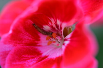 Red Flower, lila Flower, Macro Photography