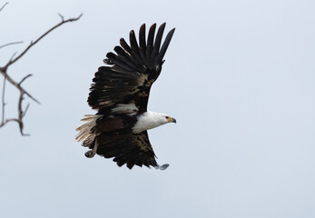 A Fish Eagle in flight, Masai Mara, Kenya