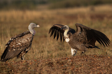 A pair of a Ruppells Griffon Vulture, Masai  mara, Kenya