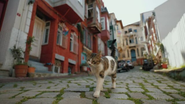 Funny Cat roaming the empty street in historical Balat area, Istanbul Turkey. Stray cat taking steps on paving stones, looking for food