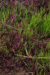 Pantanos de Villa Lima Peru Bird watching sightseing wetland swamp hobbie