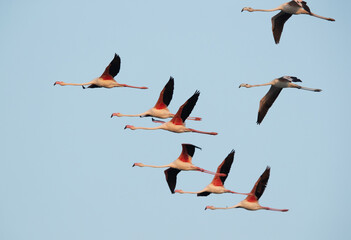 A flock of Greater Flamingos flying at Maameer coast in the morning, Bahrain