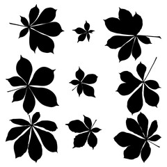 Obraz premium Set of vector chestnut leaf black silhouette icon. Simple chestnut leaves illustration for logo. Realistic hand drawn leaves illustration set on white background.
