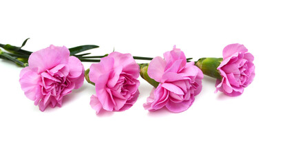 Stack Carnation flowers on white background