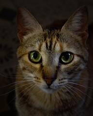 Obraz premium portrait of a cat