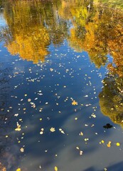Autumn pond in the park, tree reflection on the pond surface, yellow and orange leaves on the tree