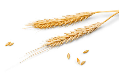 Closeup of Golden Barley , Wheat Plants - obrazy, fototapety, plakaty
