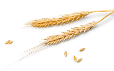 Closeup of Golden Barley , Wheat Plants