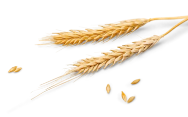 Poster Closeup of Golden Barley , Wheat Plants © BillionPhotos.com