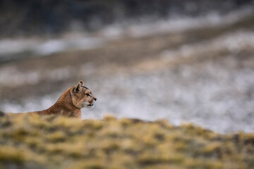 Puma resting in mountain environment, Torres del Paine National Park, Patagonia, Chile. - obrazy, fototapety, plakaty