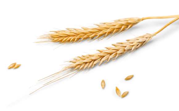 Closeup of Golden Barley , Wheat Plants