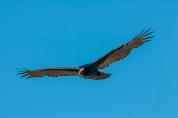 Turkey Vulture, ,planning in flight, Patagonia, Argentina