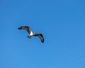 An Osprey (Pandion haliaetus ) flies against a blue sky at the Sepulveda Basin Wildlife  Reserve in Van Nuys, CA.