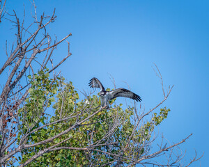 An Osprey (Pandion haliaetus ) perches on tree branches at the Sepulveda Basin Wildlife  Reserve in Van Nuys, CA.