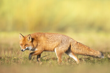 Naklejka na ściany i meble Fox Vulpes vulpes in autumn scenery, Poland Europe, animal walking among winter meadow in orange background 