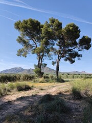 perspective scenery two great pines rising in the sky in the spanish desert