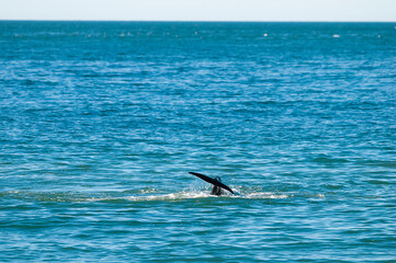 Fototapeta premium Killer whale hunting sea lions on the paragonian coast, Patagonia, Argentina