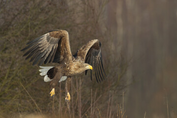 Majestic predator White-tailed eagle, Haliaeetus albicilla in Poland wild nature