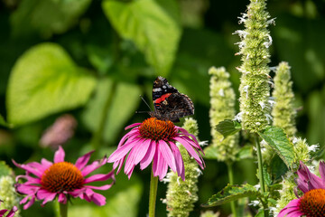 red admiral butterfly resting on Echinacea purpurea the eastern purple coneflower
