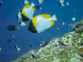 石垣島の鮮やかなカスミチョウチョウオ