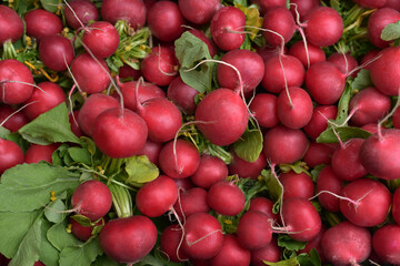 Lots of radishes on the market