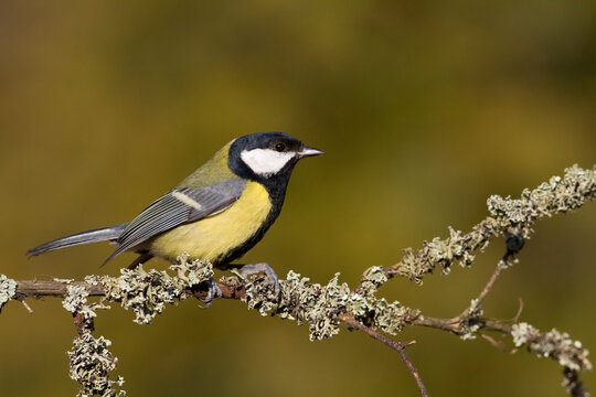 Colorful great tit ( Parus major ) perched on a tree trunk, photographed in horizontal, amazing background