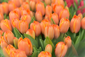Beautiful spring bouquet of tulips 