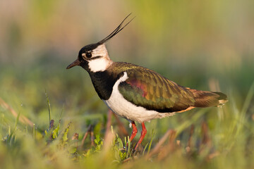 Bird Lapwing Vanellus vanellus on green background spring time Poland Europe migratory bird	