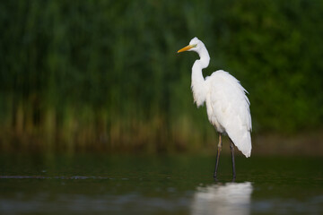 Bird Egretta alba Great Egret white bird on dark black background	