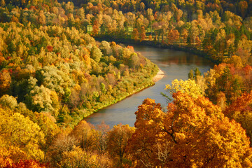 Autumn river and forest panoramic aerial view of colorful red, orange and yellow trees in a mixed coniferous forest. Fairy autumn landscape. Gauja national park, Sigulda, Latvia