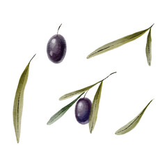 Watercolor olive branch illustration. Hand drawn art. Olives drawing