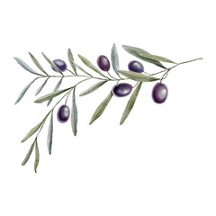 Watercolor olive branch illustration. Hand drawn art. Olives drawing