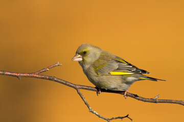 European greenfinch Chloris chloris or common greenfinch songbird winter time blurred background	