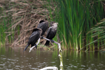 Pantanos de Villa Lima Peru Bird watching sightseing wetland swamp hobbie