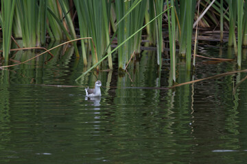 Pantanos de Villa Lima Peru Bird watching sightseing wetland swamp hobbie