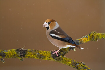 Hawfinch Coccothraustes coccothraustes amazing bird perched on tree orange green background	