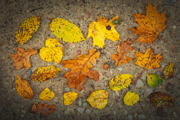 wallpaper or background autumn leaves on the ground fall maple leaves foliage