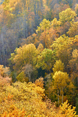 AERIAL: Vibrantly colored forest trees at hilly countryside in autumn season. Magical color contrast between conifer and deciduous trees. Beautiful autumn palette spreading across landscape.
