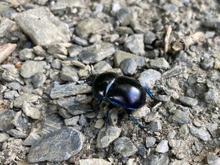 shiny black dung beetle on a surface of grey pebbles and gravel