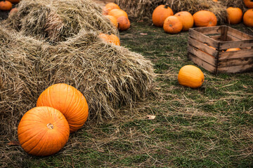Pumpkins on hay.
