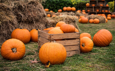 Pumpkins on the grass and in a wooden box.