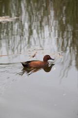 Pantanos de Villa Lima Peru Bird watching sightseing wetland swamp hobbie