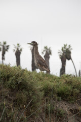 Pantanos de Villa Lima Peru Bird watching sightseing wetland swamp hobbie